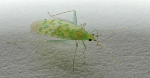 Malacocoris chlorizans