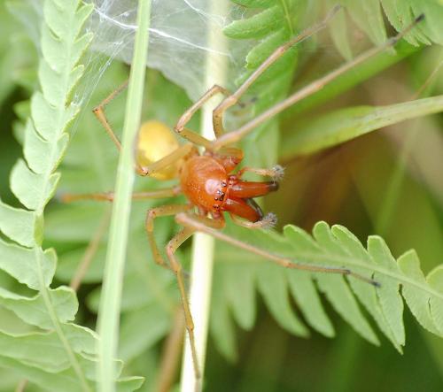 Réf. 12 520 : Cheiracanthium punctorium