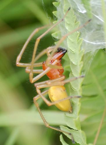 Réf. 12 521 : Cheiracanthium punctorium
