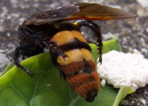 Megascolia maculata maculata