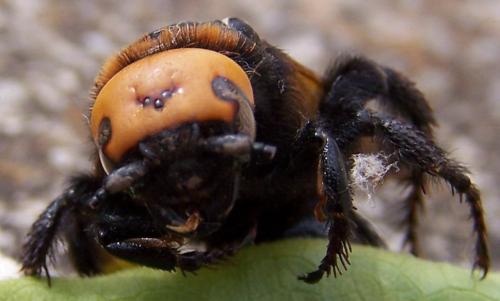 Réf. 12 733 : Megascolia maculata