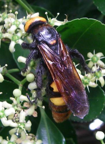 Réf. 12 731 : Megascolia maculata