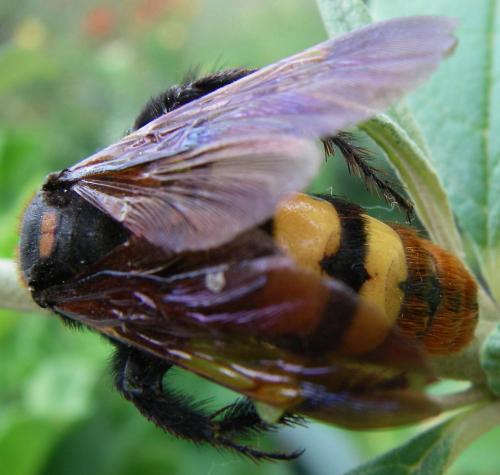 Megascolia maculata maculata
