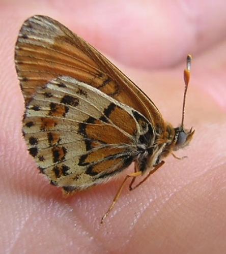 Melitaea sp.