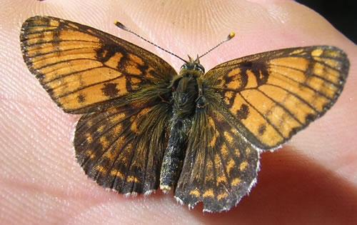 Melitaea sp.