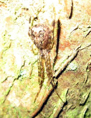 Episinus sp.