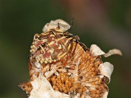 Réf. 12 150 : Carpocoris sp.
