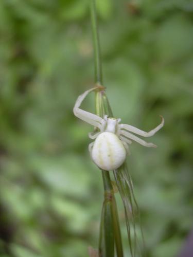 Misumena vatia