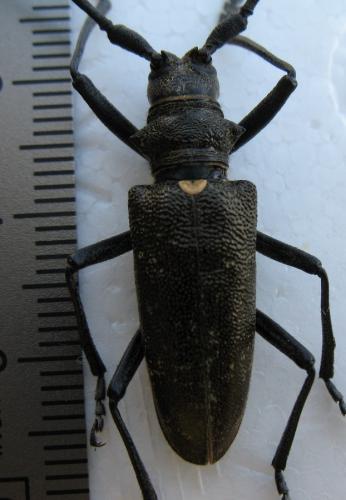 Monochamus sartor