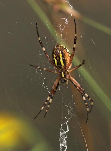 Argiope bruennichi