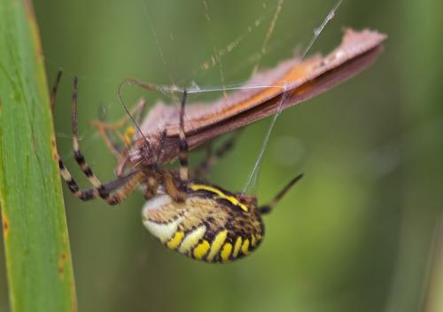 Argiope bruennichi