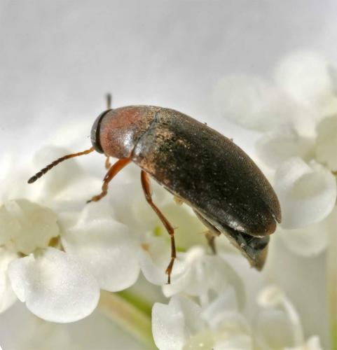 Réf. 12 054 : Anaspis varians