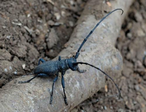 Morimus asper