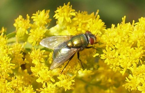 Lucilia sp.