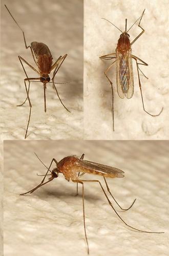 Réf. 12 490 : Culex pipiens