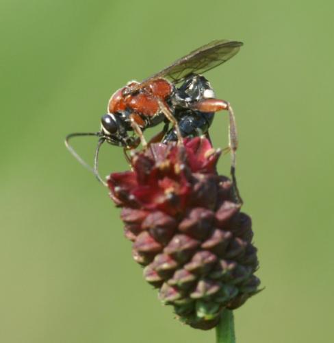 Neotypus melanocephalus