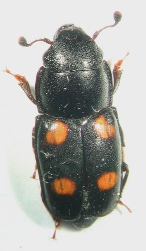 Glischrochilus hortensis