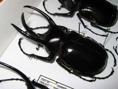 Réf. 12 485 : Chalcosoma chiron