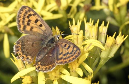 Lycaena tityrus