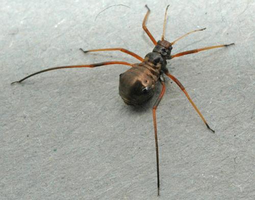 Réf. 12 632 : Cinara sp.
