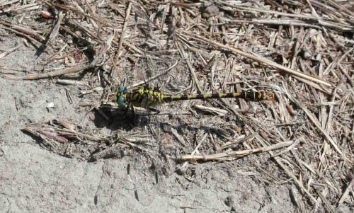 Onychogomphus forcipatus