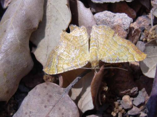 Camptogramma bilineata