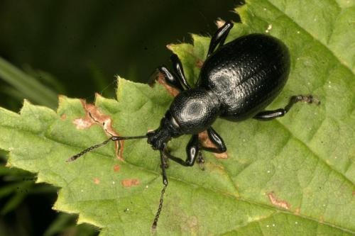 Réf. 12 688 : Otiorhynchus morio