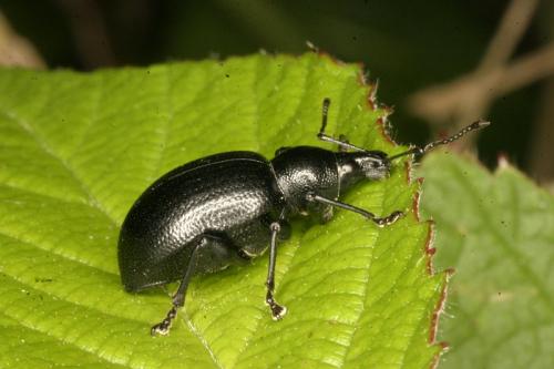 Réf. 12 689 : Otiorhynchus morio