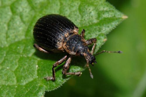 Liophloeus tessulatus