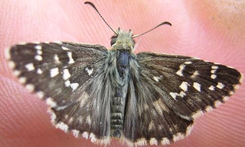 Pyrgus sp.