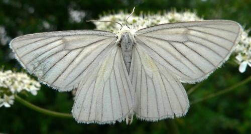 Réf. 12 809 : Siona lineata