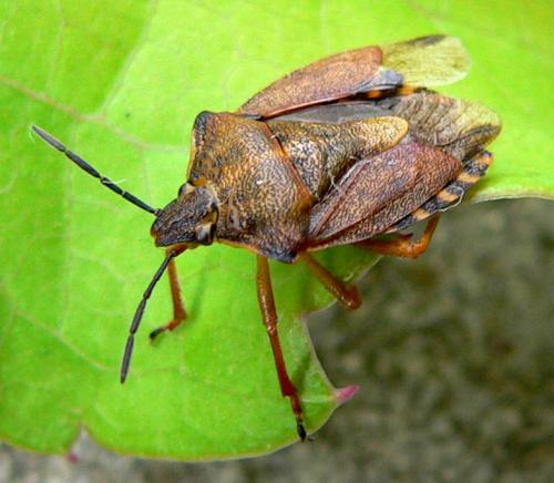 Carpocoris purpureipennis