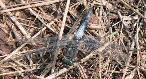 Orthetrum cancellatum