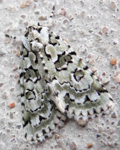 Nyctobrya muralis