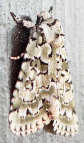 Nyctobrya muralis