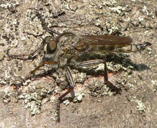 Tolmerus atricapillus