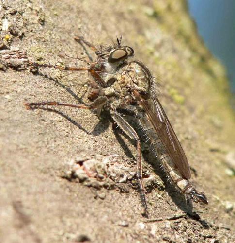 Tolmerus atricapillus