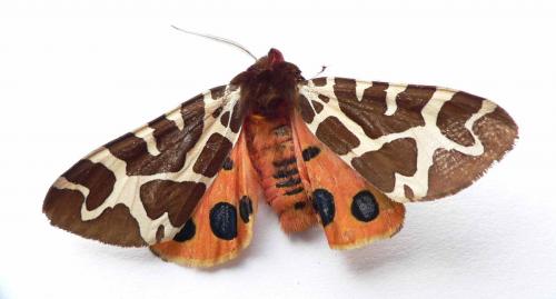 Arctia caja
