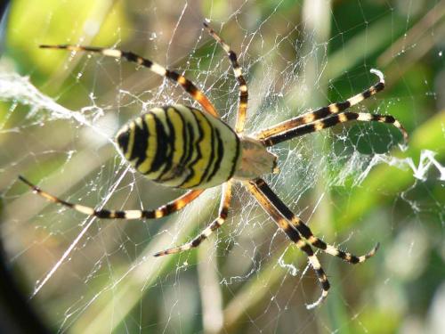 Argiope bruennichi