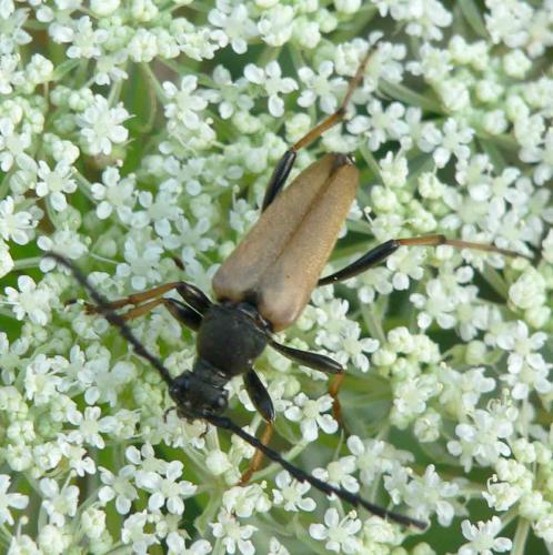 Stictoleptura rubra