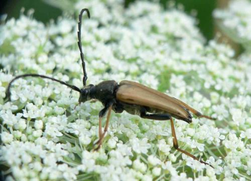 Stictoleptura rubra