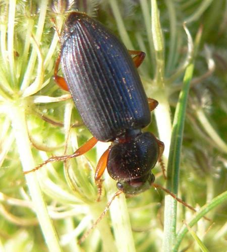 Ophonus ardosiacus