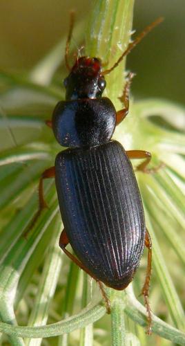 Ophonus ardosiacus