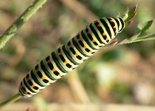 Papilio machaon