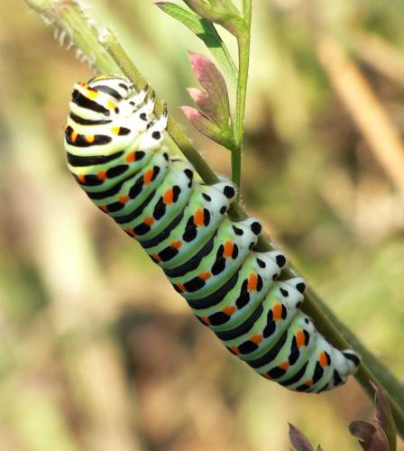 Papilio machaon