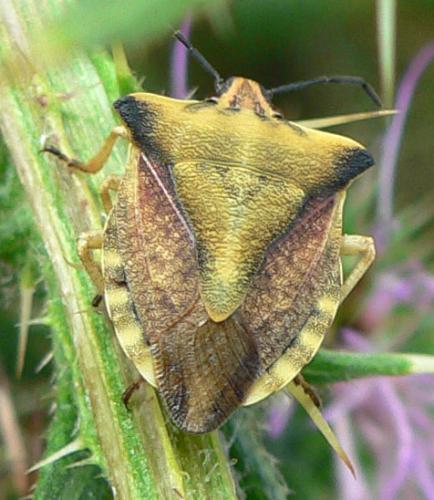 Carpocoris fuscispinus