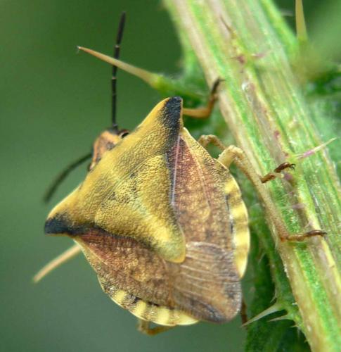 Carpocoris fuscispinus