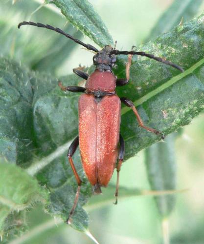 Réf. 12 412 : Stictoleptura rubra
