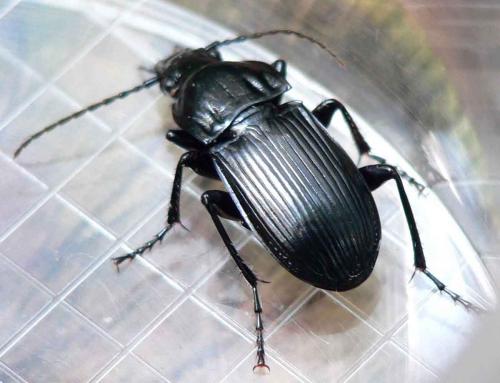Abax parallelepipedus