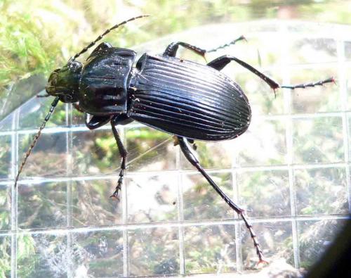 Réf. 12 420 : Abax parallelepipedus